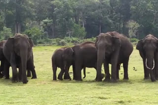 Eight wild elephants, Eight wild elephants seen, Eight wild elephants seen in Mysore, Eight wild elephants news, ಎಂಟು ಆನೆಗಳು, ಮೈಸೂರು ಅರಣ್ಯದಲ್ಲಿ ಎಂಟು ಆನೆಗಳ ಹಿಂಡು,  ಮೈಸೂರು ಅರಣ್ಯದಲ್ಲಿ ಆನೆಗಳ ಸುದ್ದಿ,