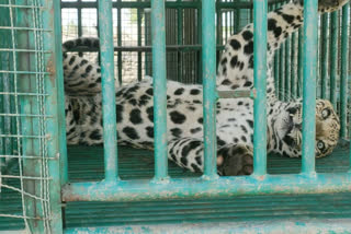 Ranavav Pav  the  Panther was caged