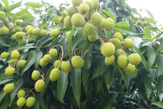 Litchi-growers  Litchi-growers suffer losses  coronavirus lockdown  litchi orchards  Sirmaur  Paonta Sahib  லிச்சி விவசாயிகள் பாதிப்பு  லிச்சி பழங்கள்  கரோனா ஊரடங்கு, லாக்டவுன், பாதிப்பு