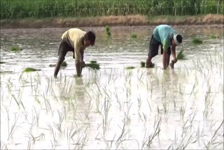 palwal farmers reaction on increase in msp of kharif crop