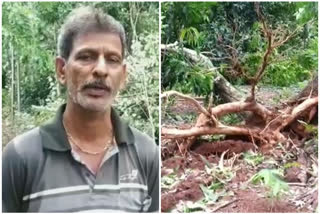 Damaged crops in ratnagiri due to Nisarga Cyclone