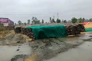 jitu-patwari-share-video-wheat-yield-decaying-due-to-rain