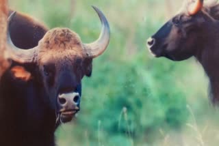 Bison death in Betla National Park