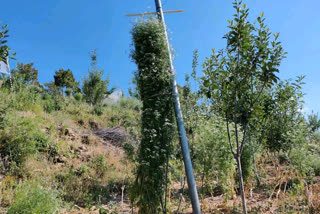 farmer-gopal-dutt-upreti-planted-7-feet-height-green-coriander-plant