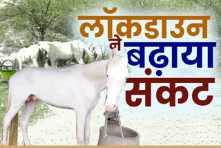 लॉकडाउन इफैक्ट्स, घोड़ों पर लॉकडाउन का प्रभाव, lockdown effect on horse, special story of etv bharat