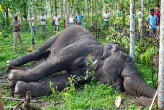 Another Elephant story has explored in Kerala