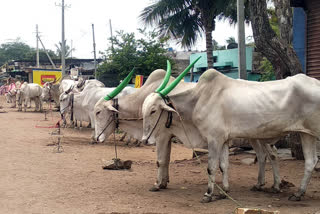 ಉಳುಮೆಗೆ ಎತ್ತುಗಳು ಸಿಗದೇ ರೈತರ ಪರದಾಟ