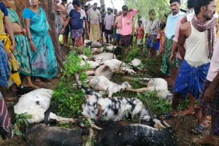 goats dead by Thunderbolt