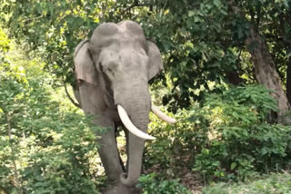 हाथियों की सुरक्षा को लेकर अलर्ट जारी