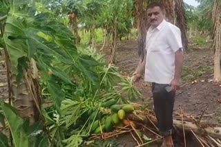 Major damage to orchards due to nisarg cyclone in pune