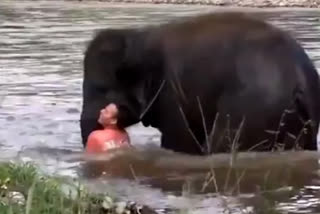 baby elephant rushed to save drowning man