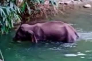 pregnant elephant killed