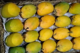 major damage to Junnar hapus mango due to Nisarga cyclone