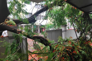 rains in nashik