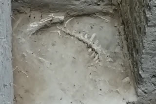 animal skeleton found