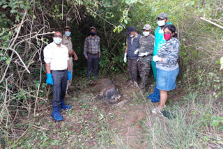 nagarahole-corpse-of-female-tiger-dead-found-in-decay