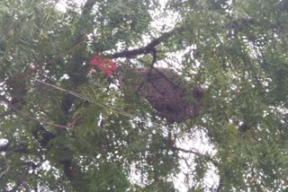 Honey bee attack on people in Bellary