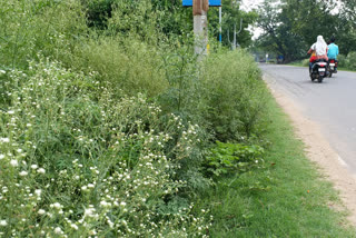 Parthenium weeds across Bolpur, petition to deforestation administration by locals