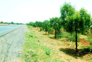 ದಾರಿಯುದ್ದಕ್ಕೂ ಬೇವಿನ ಮರಗಳ ಪೋಷಣೆ