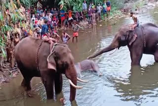 കാട്ടാന  കാട്ടാന ചെരിഞ്ഞ സംഭവം  wild elephant death in Kerala  one Person arrested  പാലക്കാട്  മന്ത്രി കെ.രാജു