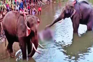 pregnant elephant death case