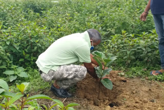 mla mrinal saikia celebrates world environment day