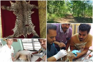 gadchiroli wildlife hunting  gadchiroli wildlife story  gadchiroli wild bore hunting news  hunting using bomb gadchiroli  गडचिरोली वन्यप्राणी शिकार  गडचिरोली वन्यप्राणी शिकार  बॉम्बने वन्यप्राण्यांची शिकार गडचिरोली  गडचिरोली वन्यप्राणी शिकार पद्धत  गडचिरोली लेटेस्ट न्युज