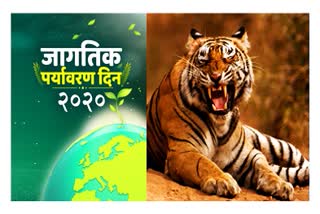 world-environment-day-special-tiger-killed-at-tadoba-in-chandrapur