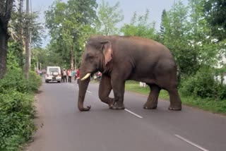 The elephant stopped the car in search of food