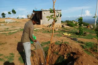 man planted trees on hill