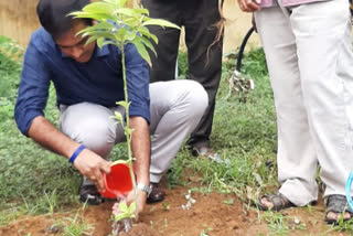 rdo planted plants at  amalapuram