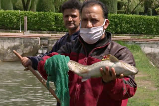 Trout fish farming booms in Srinagar