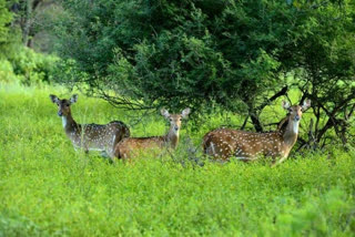 Tribal gangs from Madhya Pradesh use steel traps, tweezers to hunt wild animals in Maharashtra