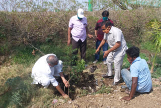 people doing plantation