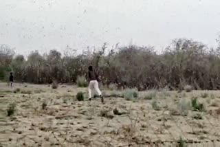 locust attack in barmer, locust attack, farmers protected crops, barmer locust news, बाड़मेर में टिड्डी हमला, बाड़मेर टिड्डी न्यूज, किसानों की परेशानी, फसलों पर टिड्डी, locust on crops