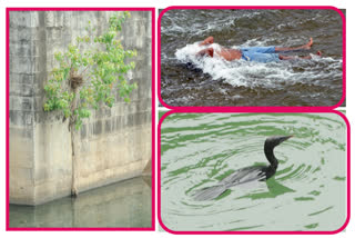 water-duck-searching-for-fish-in-dhawaleswaram-dam-in-east-godavari-district