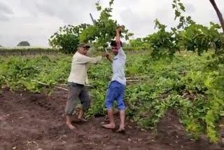 vineyards Damage due to nisarga cyclone