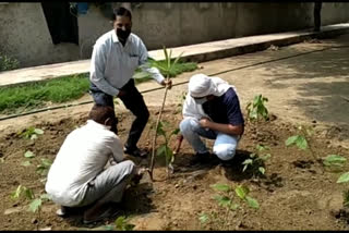 AAP Corporation Councilor Ajay Sharma celebrated Environment Day by planting in Jahangirpuri