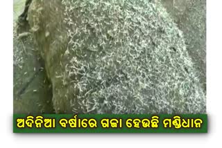 farmers-of-bargarh-are-faceing-problem-on-unseassion-rain-in-paddy-mandi