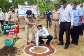 tree plantation