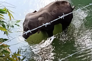 Wild elephant had major oral wounds; did not eat for nearly 2 weeks before drowning