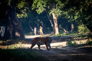 human-and-wildlife-conflict-increasing-in-uttarakhand