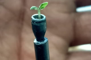 Plant texture design on pencil tip in ananthapuram