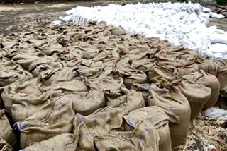 Thousands of quintals of wheat kept at procurement centers drenched due to rain in sagar