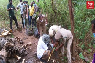 elephantஆண்யானை உயிரிழப்பு