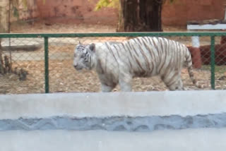 Mentally-unstable man climbs into tiger's enclosure at Aurangabad Zoo, survives