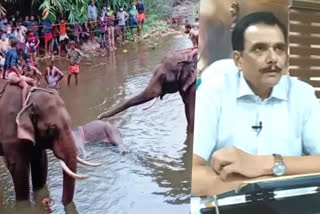 alleged against forest department  elephant death  kerala forest  forest department  kerala forest department  thiruvananthapuram
