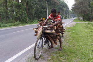 Timber Smuggling