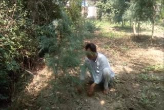 Retired employee planted cedar tree