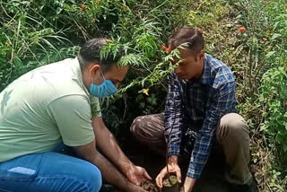 Forest Department celebrated World Environment Day in Chamba